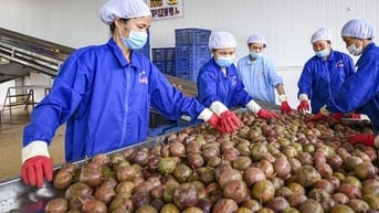 Hiệp định Thương mại tự do Việt Nam - EU (EVFTA): Sức bật mới cho thương mại