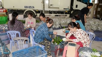 Tiền Giang: Giá ổi giảm sâu, nhà vườn gặp khó