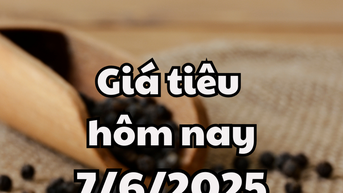 Giá tiêu hôm nay 7/6/2025 phục hồi lại về đỉnh giá cũ