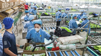 Huyện Phú Giáo: Nỗ lực phát triển nông nghiệp bền vững