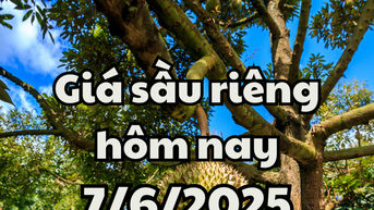 Giá sầu riêng hôm nay 7/6/2025: Xuất hiện sầu riêng mới từ Ai Cập