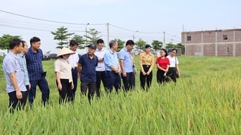 Năng suất lúa đông xuân của Hải Dương dự kiến mỗi ha hơn 67,5 tạ