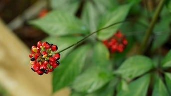 Xây dựng thương hiệu Sâm Ngọc Linh, kết nối chuỗi giá trị