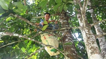 Nghệ An: Vất vả nghề hái quả sông chua