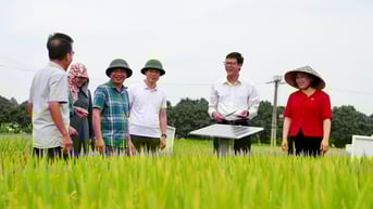 Hải Dương canh tác gần 1.000 ha lúa đông xuân giảm phát thải khí nhà kính
