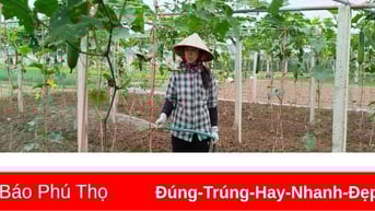 Giá cả thị trường ngày 8/6/2025