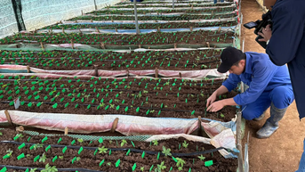 Kon Tum chỉ đạo làm rõ quy trình cấp mã số vùng trồng Sâm Ngọc Linh “bất thường”