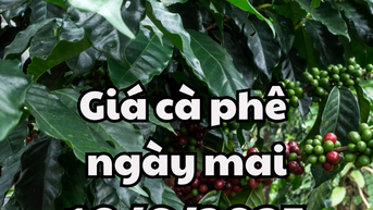 Tin tức, dự báo giá cà phê ngày 10/6/2025 chưa có tín hiệu phục hồi