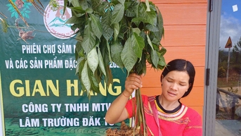 Hiểu biết về sâm Ngọc Linh của người Kon Tum trở thành di sản