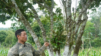Nông dân chủ động sản xuất nông nghiệp sạch