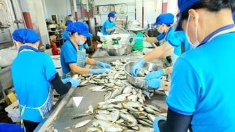 Cá mòi kho Kiến Thụy - Sản phẩm OCOP sắp vươn tầm quốc tế