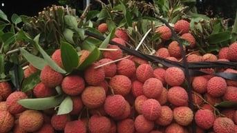 Quả vải giảm giá sâu chỉ còn vài nghìn đồng/kg bán đổ đống, chị em bày nhau làm món ngon dễ làm cho bữa ăn gia đình thêm phần hấp dẫn