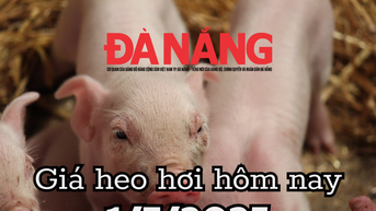 Giá heo hơi hôm nay 1/7/2025: Cả nước đỏ sàn, sóng lớn đầu tháng 7 càn quét