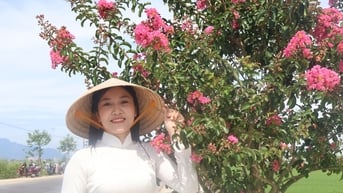 Đẹp nao lòng sắc hoa tường vi bên đồng lúa xanh ở Đà Nẵng