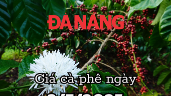 Tin tức, dự báo giá cà phê ngày mai 2/7/2025 ổn định nhờ nguồn cung siết chặt