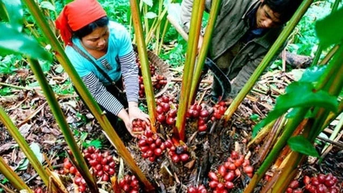 Đánh thức tiềm năng “trời cho” của dược liệu Tây Bắc