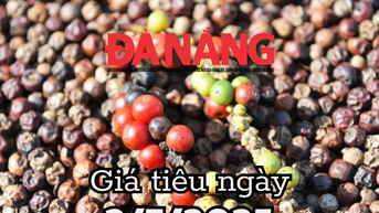 Tin tức, dự báo giá tiêu ngày mai 2/7/2025 nóng ran, tăng mạnh nếu đơn hàng Trung Quốc về