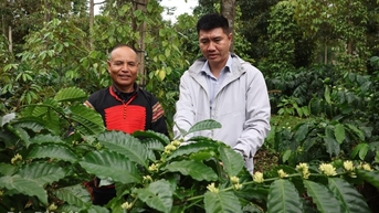 Trao thưởng cho giải pháp thích ứng với biến đổi khí hậu của ngành cà phê