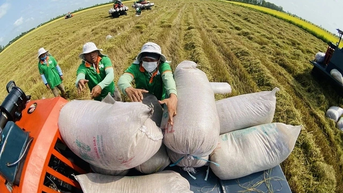 Xuất khẩu gạo Việt tăng kỷ lục