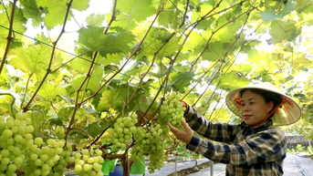 Phát triển nông nghiệp sạch và bền vững ở Cự Đồng