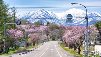 Top 8 địa điểm du lịch Hokkaido lễ 30/4: Thiên đường hoa anh đào nở muộn