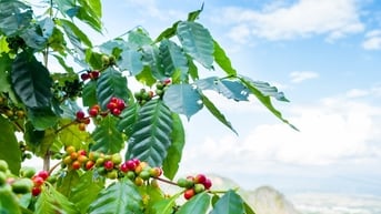 Giá cà phê hôm nay 11/7/2025: Đắk Lắk vẫn chốt kèo 92.600 đồng/kg