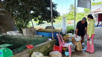 Cá giống bắt đầu tăng giá