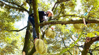 Không đạt chuẩn xuất khẩu, sầu riêng sẽ dội chợ?