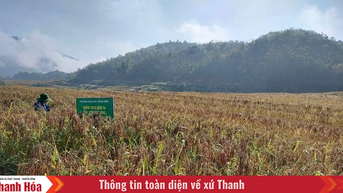 Về vùng lúa nếp Cay Nọi
