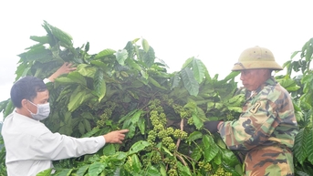 Tạo đột phá về chất lượng với giống cà phê đặc sản