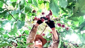 Cơ hội mở rộng chuỗi cà phê chất lượng cao