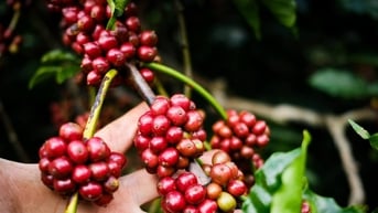 Uống cà phê buổi sáng khi vừa ngủ dậy không tốt cho sức khỏe