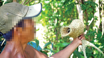 Mùa dòng dọc kém vui