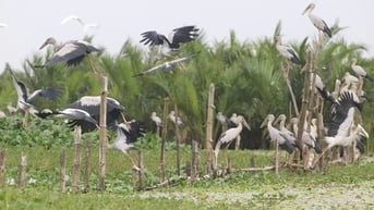 Yên ả sông Đầm