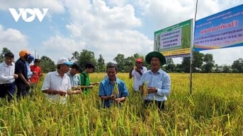 Đề án 1 triệu ha chuyên canh lúa ĐBSCL tăng lợi nhuận từ 4-7,6 triệu đồng/ha