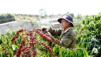Hướng đến sản xuất cà phê bền vững