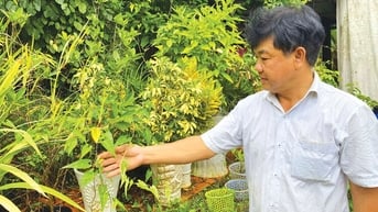 Bảo tồn sơn dược