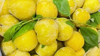 Nửa triệu đồng một kg mận vàng hoàng đế Trung Quốc