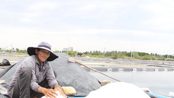 Diêm dân lao đao vì thời tiết thất thường, giá muối giảm sâu