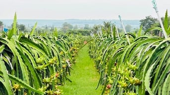 Trang trại thanh long GlobalGAP