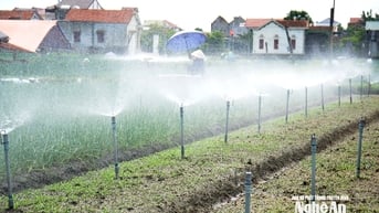 Cách nông dân Nghệ An làm 'mưa nhân tạo' giải nhiệt, cứu rau màu giữa cái nắng 40 độ C