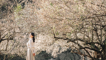 봄에 목쩌우반 꽃을 볼 수 있는 가장 아름다운 장소 5곳