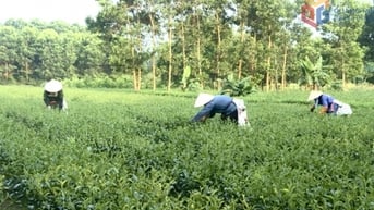 Tạo lập thương hiệu thực phẩm an toàn