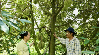 Vụ thu hoạch trái cây hè gặp khó