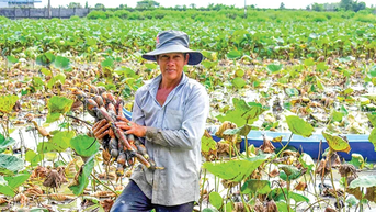 Nhiều mô hình nông nghiệp chuyển đổi từ cây lúa cho thu nhập tốt