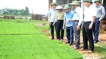 OCOP Nghệ An phát triển bền vững gắn với chuỗi giá trị và sản xuất sạch