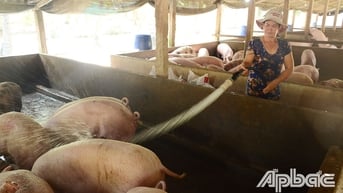 Giá heo hơi, heo giống giảm mạnh