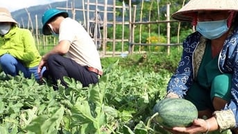 Lào Cai: Kinh tế khởi sắc nhờ chuyển đổi cơ cấu cây trồng ở phường Nghĩa Lộ