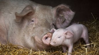 Giá heo hơi hôm nay 18/7: Cơn bão giá chưa dứt, 3 miền đỏ lửa