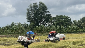 Chủ động thu hoạch lúa hè thu khi vào cao điểm mùa mưa lũ